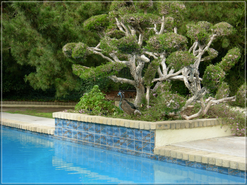 Pool Tile Trends And The Best Type Of Tile For You